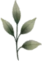 Pale sage botanical accent