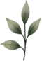 Pale sage botanical accent