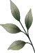 Pale sage botanical sprig