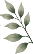 Large pale sage botanical sprig